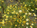 Coreopsis Tinctoria